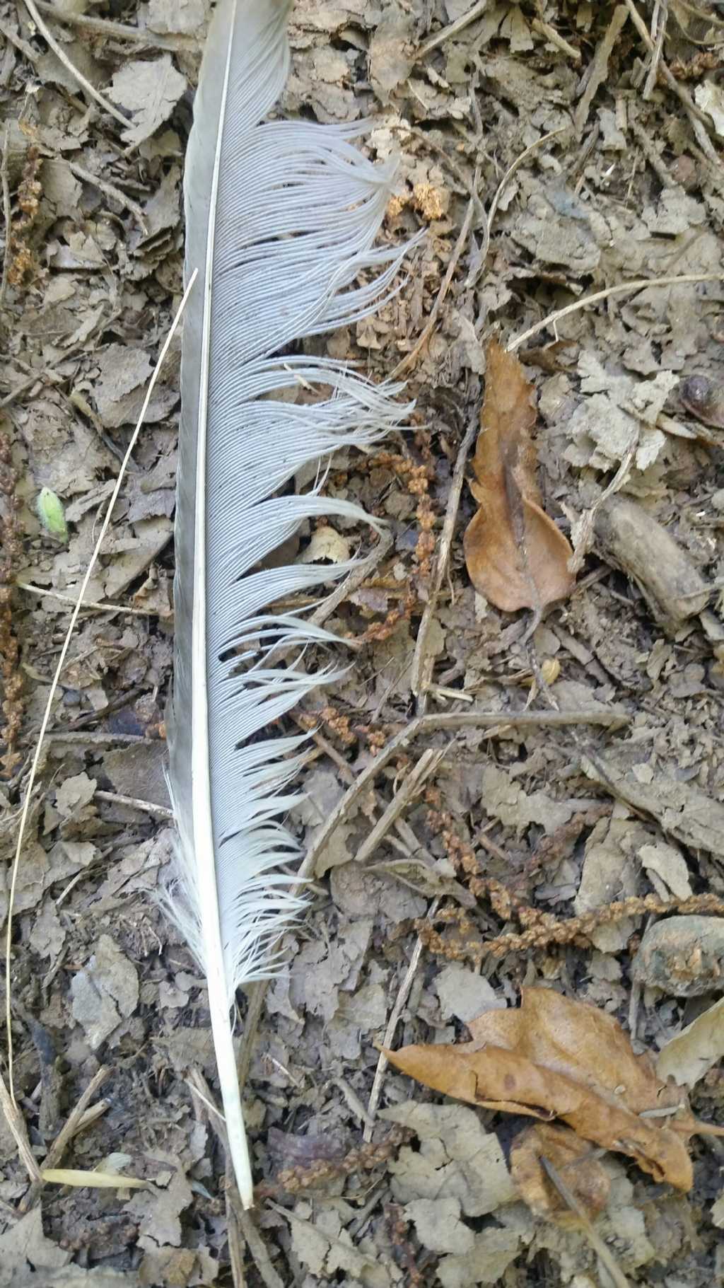 Penna di ghiandaia?  S� !